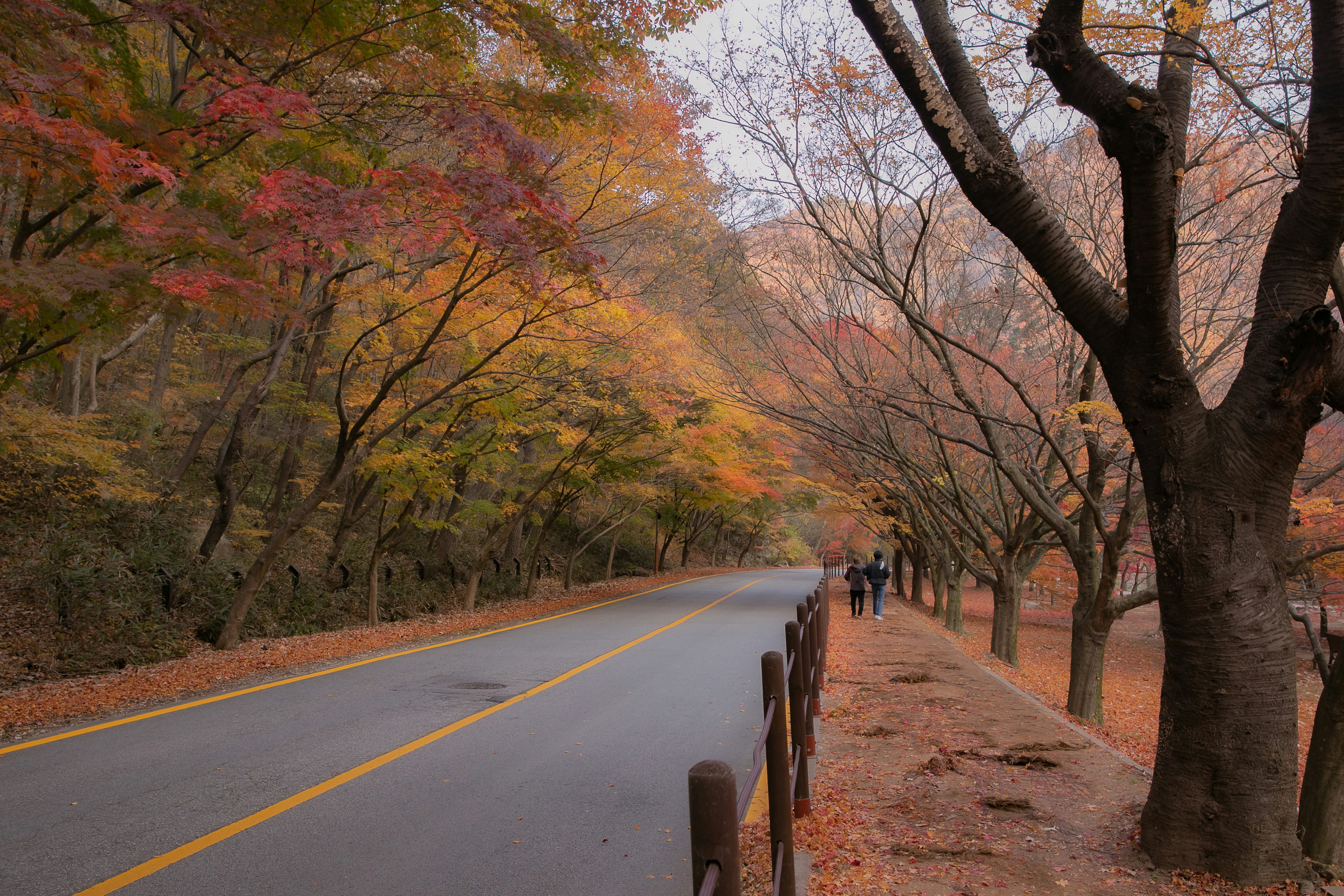 a couple of people walking down a tree lined road