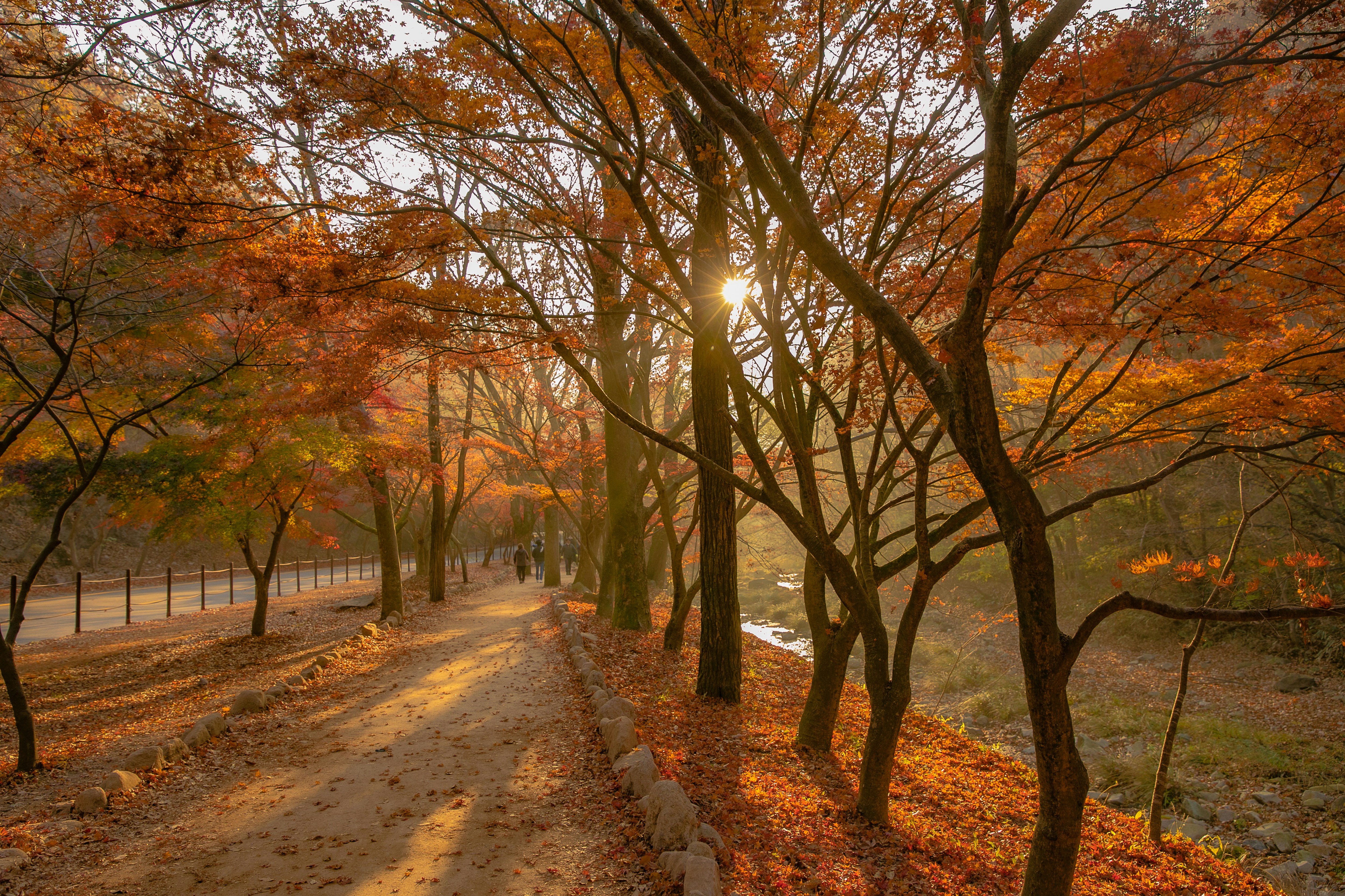 the sun shines through the trees in a park