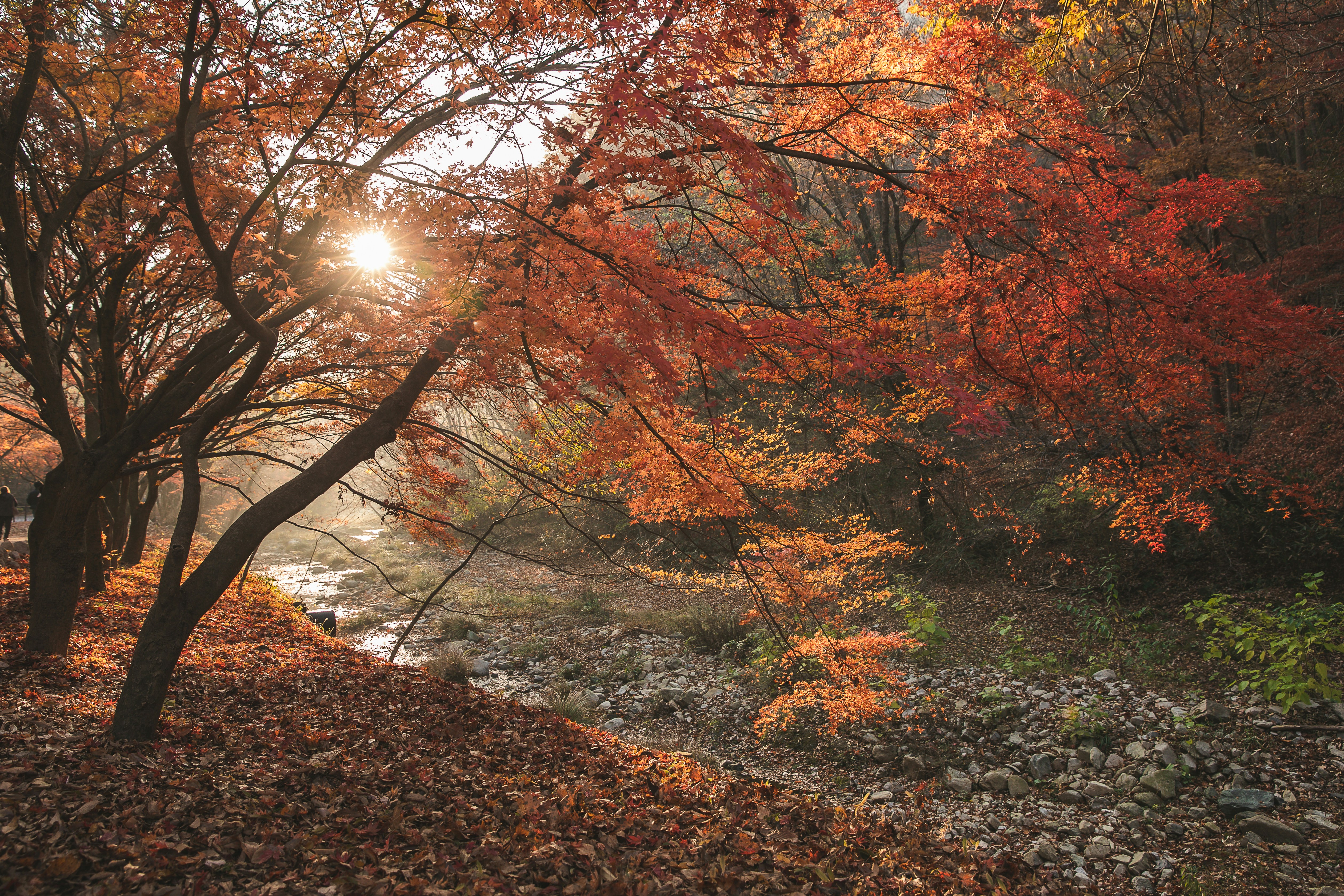 a river running through a forest filled with lots of trees