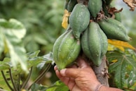 Several unripe papayas hanging from a tree are being touched by a person's hand. The fruits are green and covered with small white speckles. Surrounding them are large green leaves, and the scene conveys a sense of abundance and natural growth.