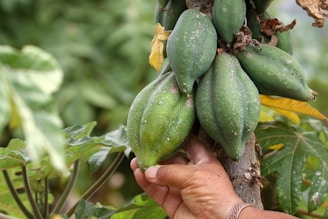 Several unripe papayas hanging from a tree are being touched by a person's hand. The fruits are green and covered with small white speckles. Surrounding them are large green leaves, and the scene conveys a sense of abundance and natural growth.