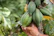 A smiling farmer holding ripe papayas in a sunlit orchard.