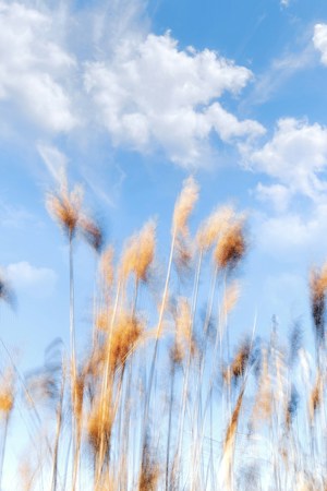 Tall grasses with feathery tops sway gently against a backdrop of a clear blue sky with scattered fluffy white clouds. The image has a dreamy, slightly blurred appearance, evoking a sense of movement.