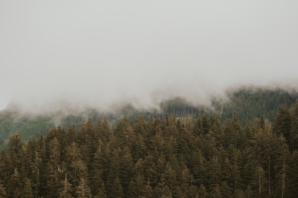 a forest covered in fog and low lying clouds