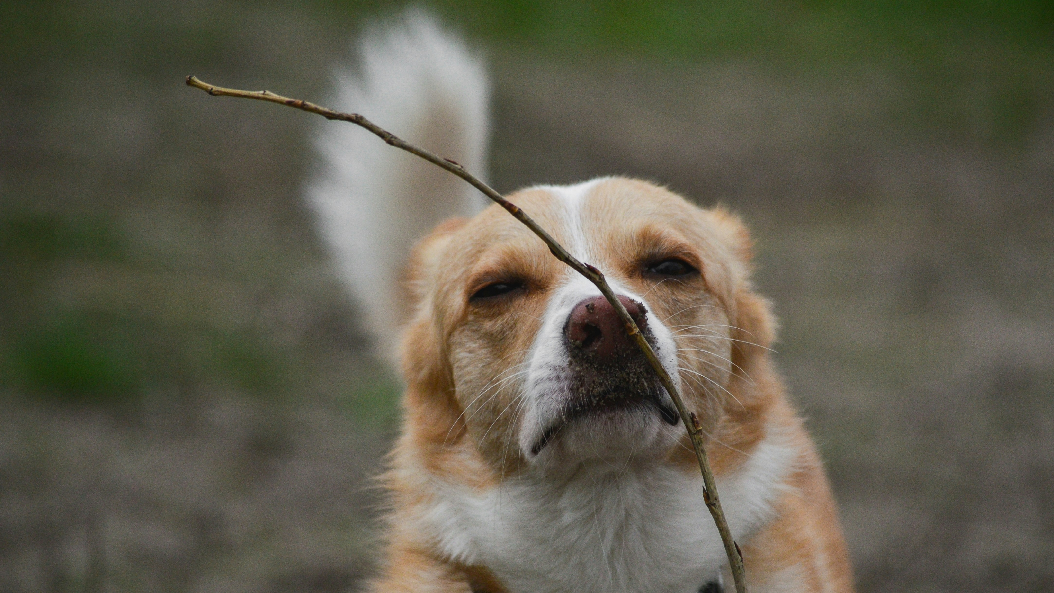 Yawning as a Stress Signal