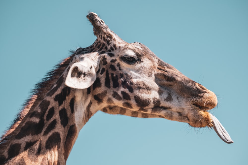 a close up of a giraffe with a sky background