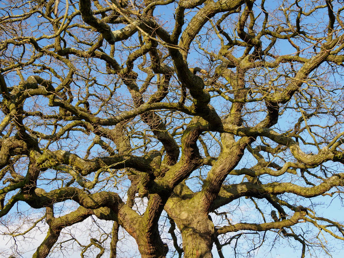 A large bare tree with no leaves, showing signs it may need to be removed