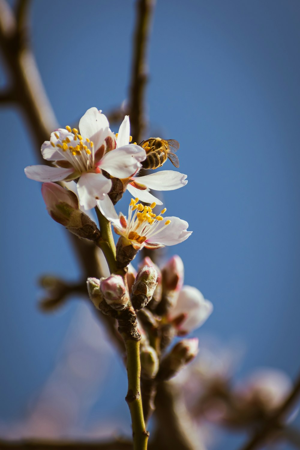 a bee is sitting on a branch of a flower