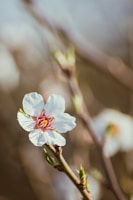 A close-up of a blooming flower in spring.