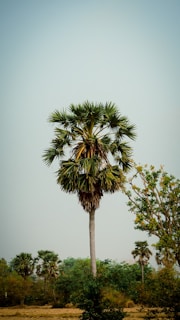 A tall palm tree stands prominently in an open field with a clear sky as the backdrop. Surrounding the main tree are shorter trees and shrubs, creating a natural, serene landscape.