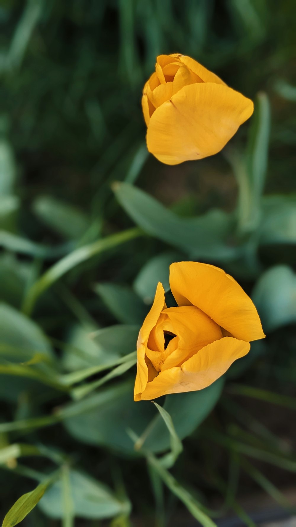 ein paar gelbe Blumen, die nebeneinander stehen