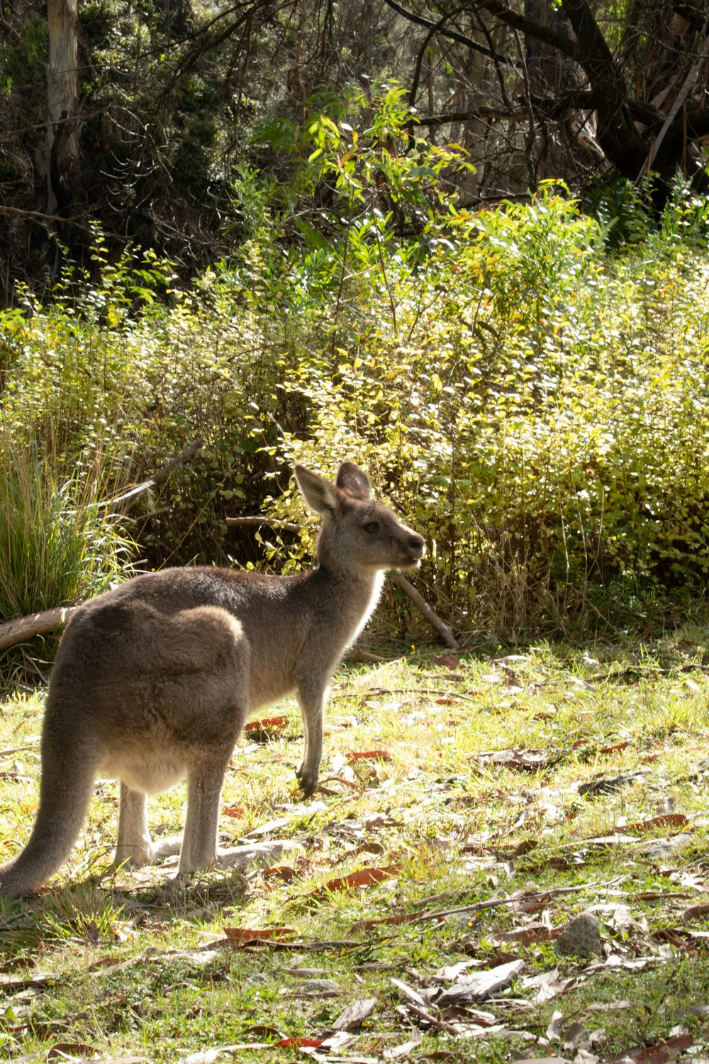 a kangaroo standing in the grass next to a bush