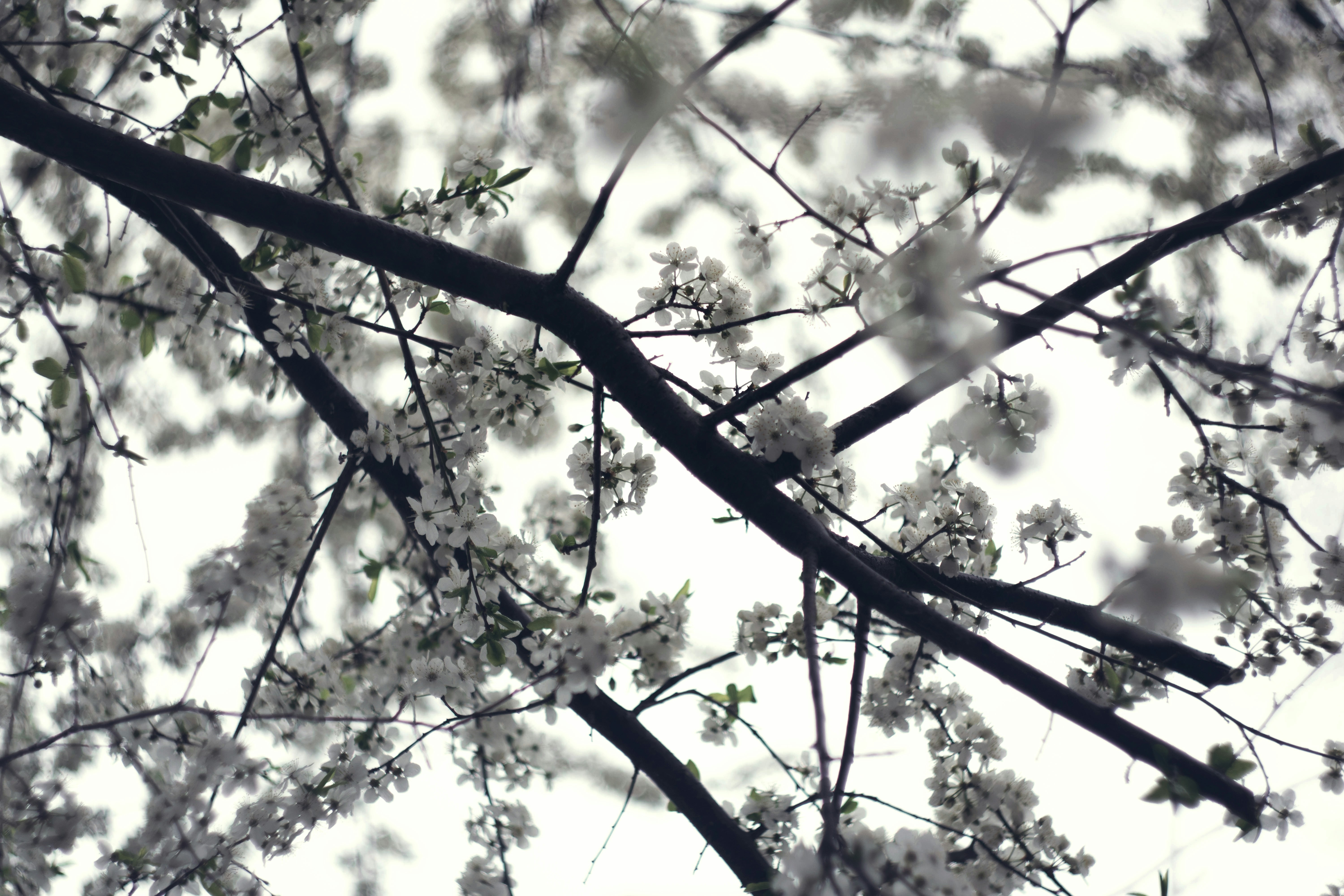 the branches of a tree with white flowers