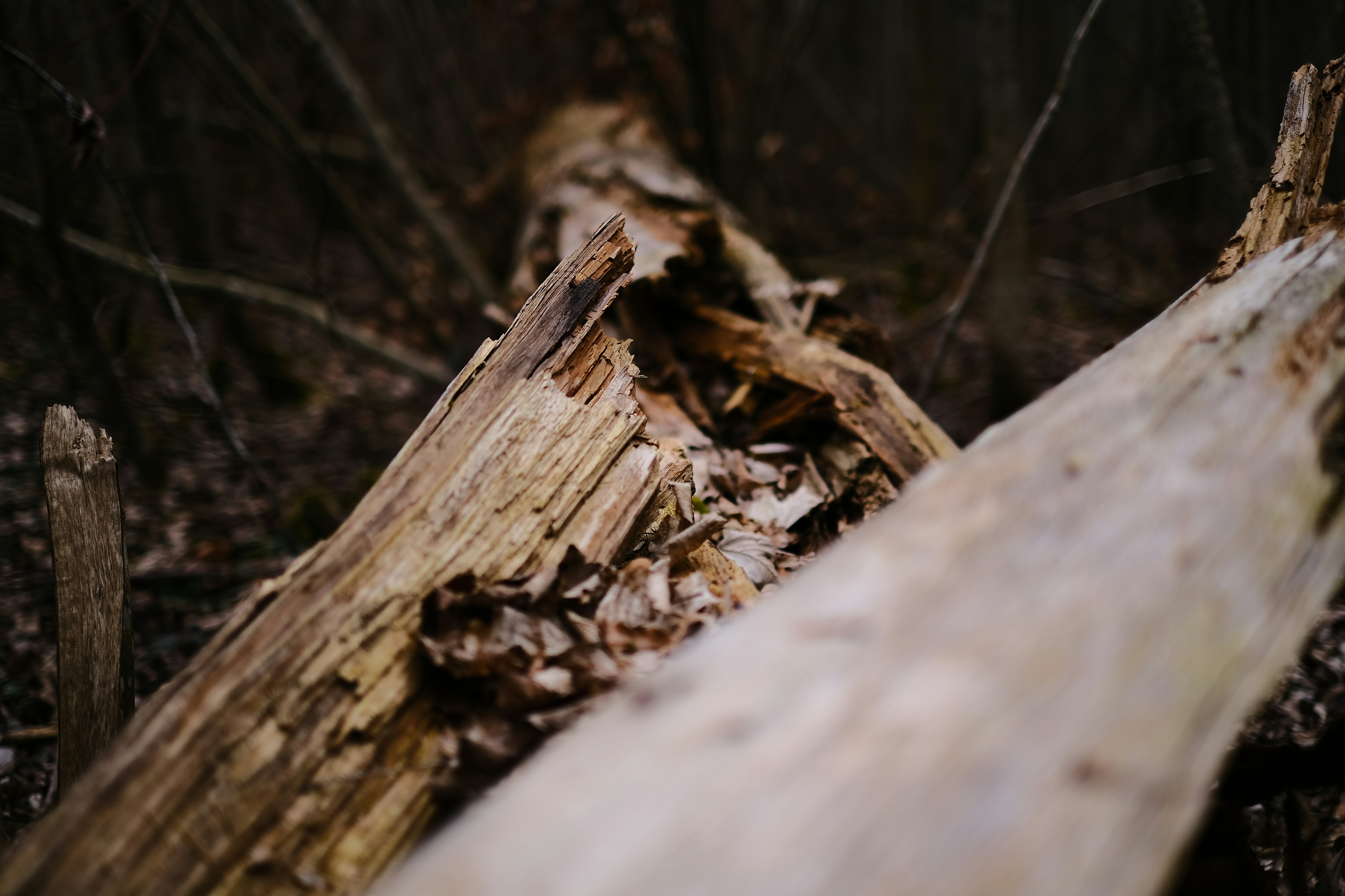 Photo by nicolaslkeller