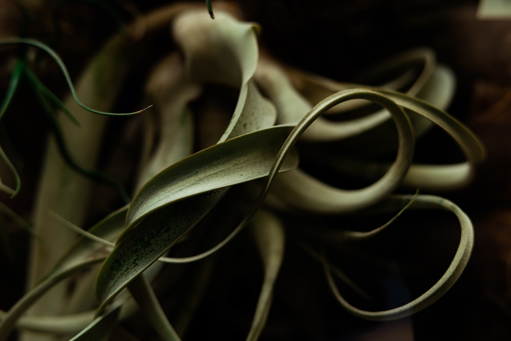 a close up of a plant with long thin leaves