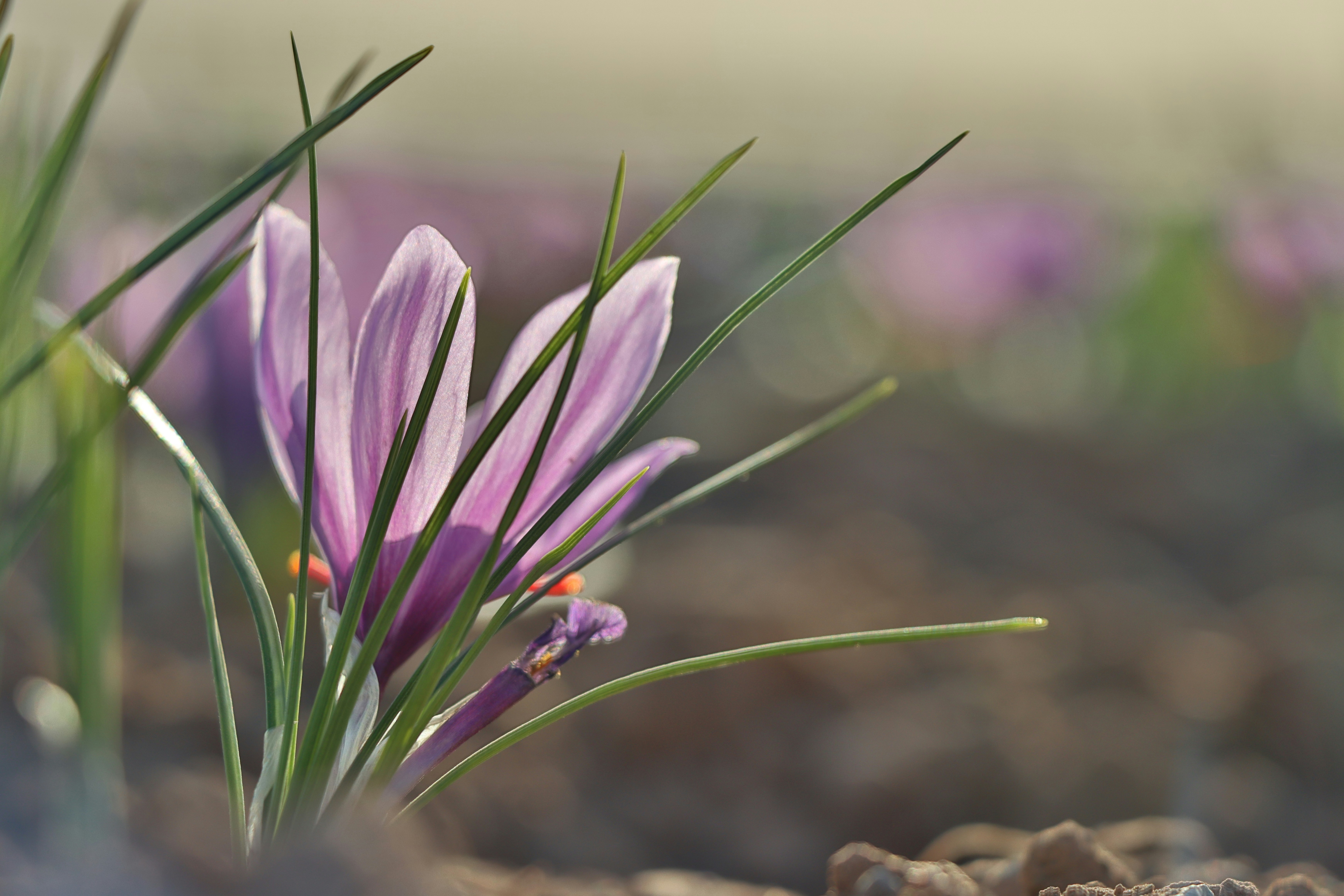Purple saffron crocus flowers in morning dew on Spanish plains, soft golden sunrise light