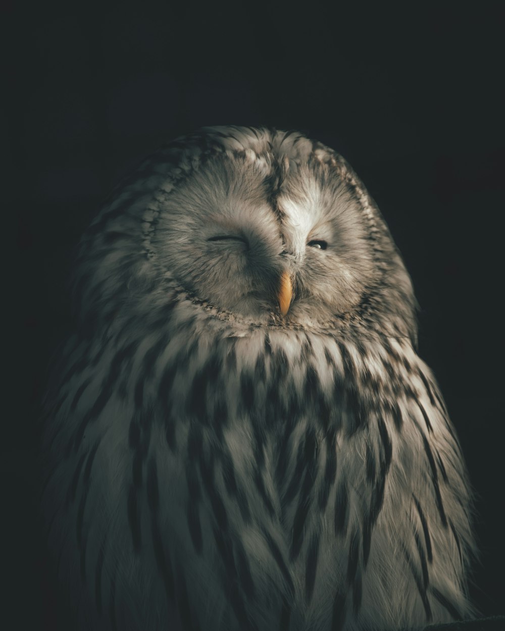 a close up of a bird of prey on a black background