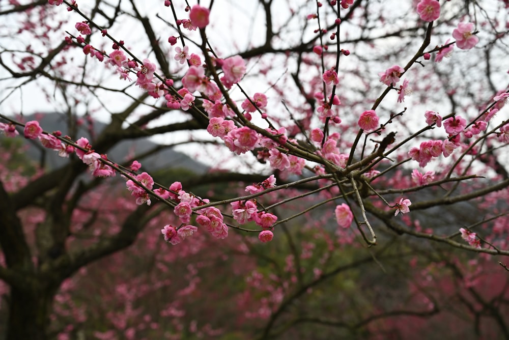 a tree that has some pink flowers on it