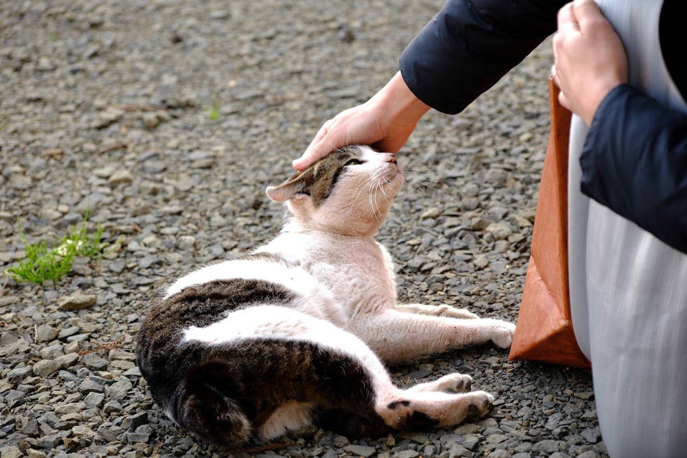 eine Katze, die sich auf den Boden legt