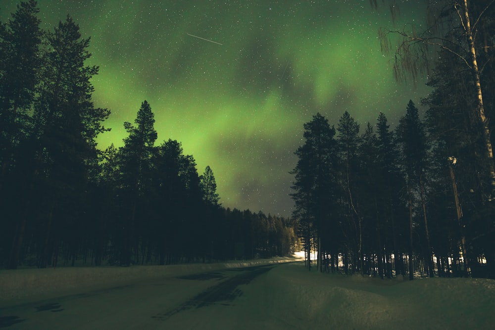 a green and white aurora bore is in the sky