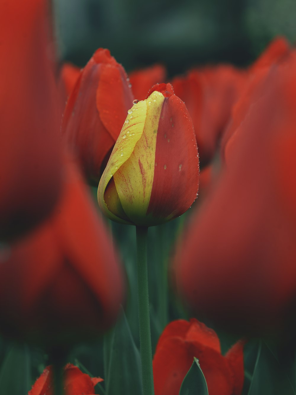 a yellow and red tulip in a field of red flowers
