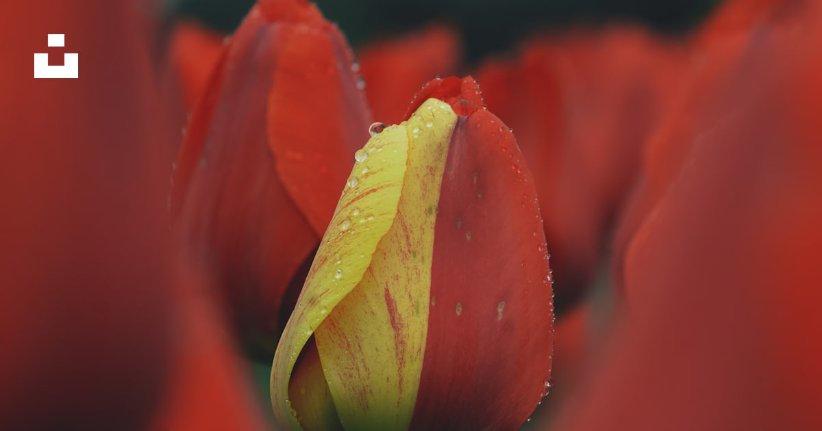 Une tulipe jaune et rouge dans un champ de fleurs rouges photo – Image ...