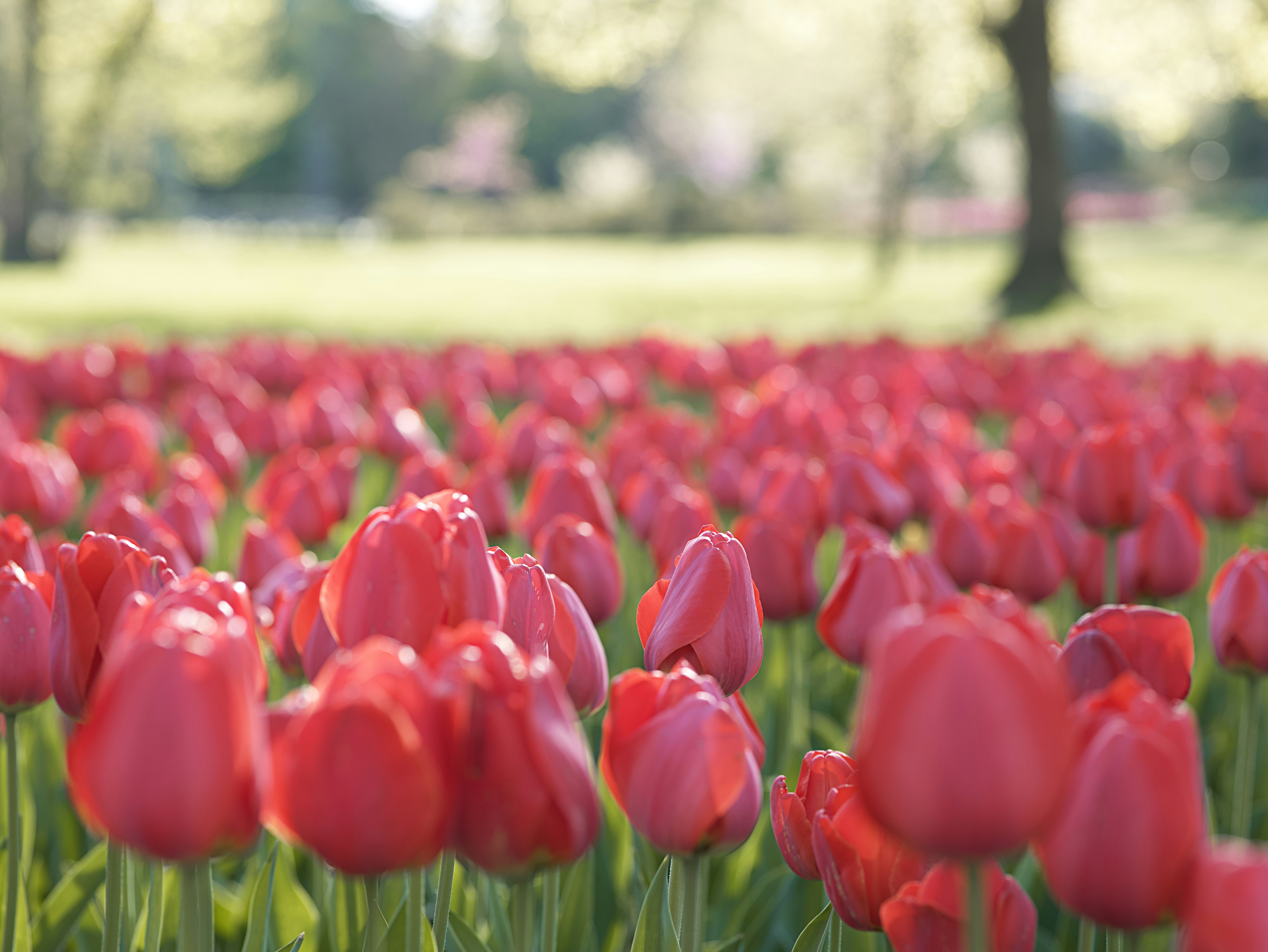 Photo by aaronburden