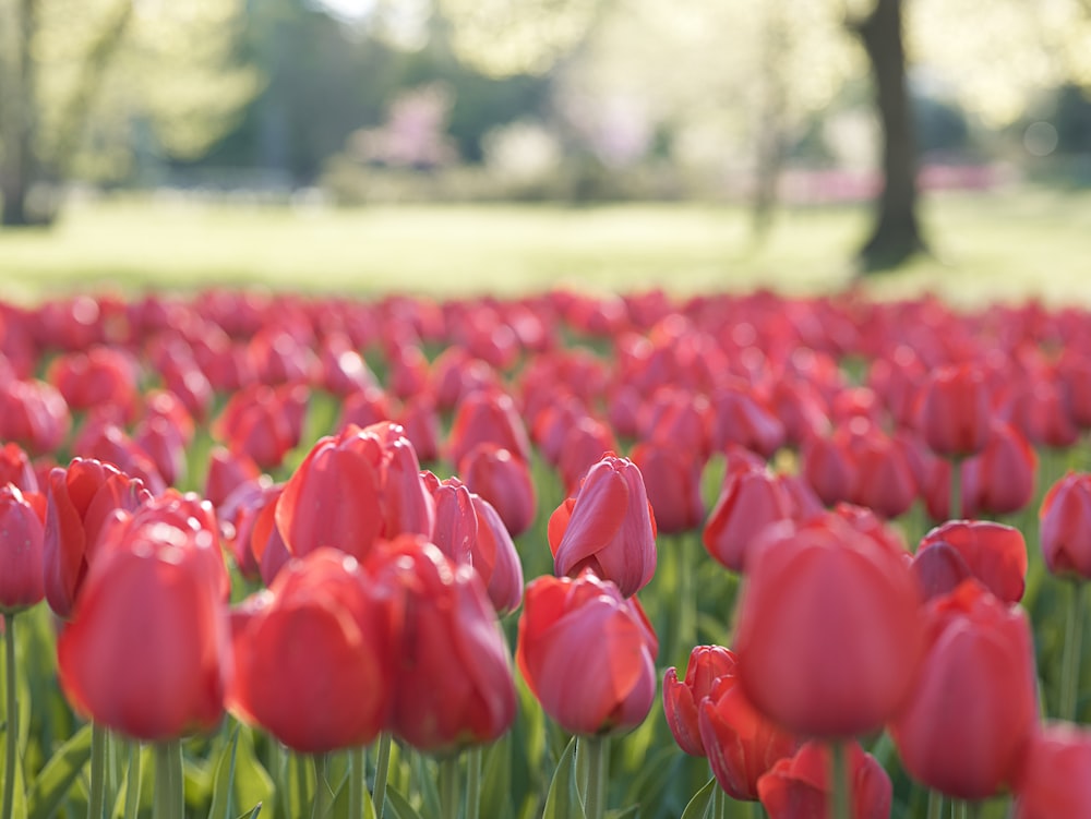 a field of red tulips in a park