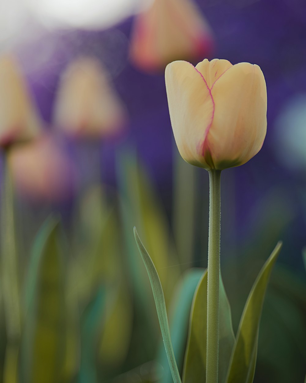 a close up of a flower with a blurry background