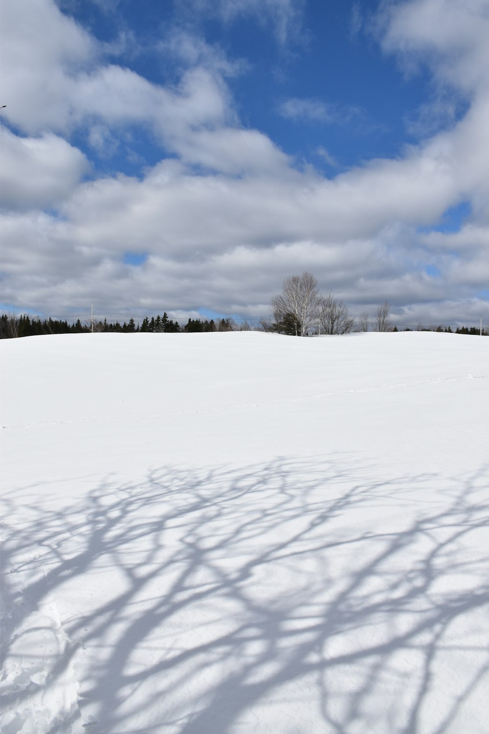 a lone tree casts a shadow on the snow