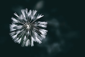 fleur épanouie symbole de renaissance et clarté par une lecture akashique à genève