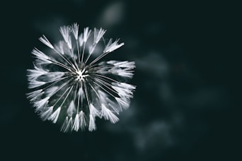 fleur épanouie symbole de renaissance et clarté par une lecture akashique à genève