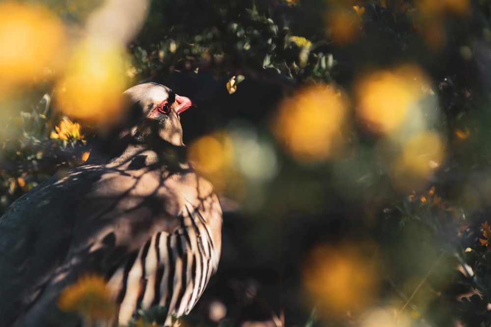 a close up of a bird in a tree