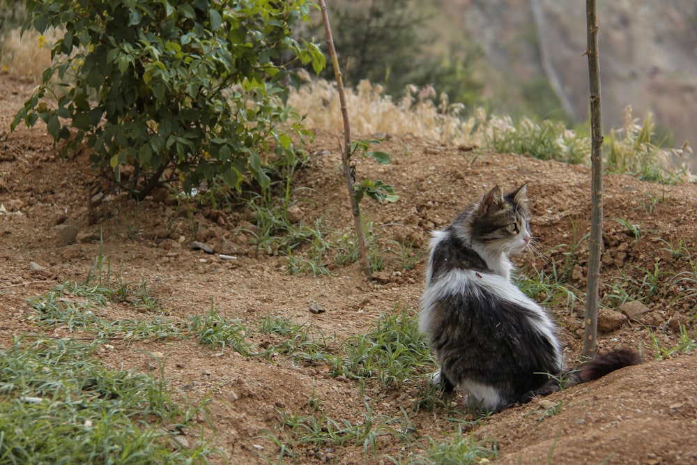 a cat sitting on the ground next to a tree