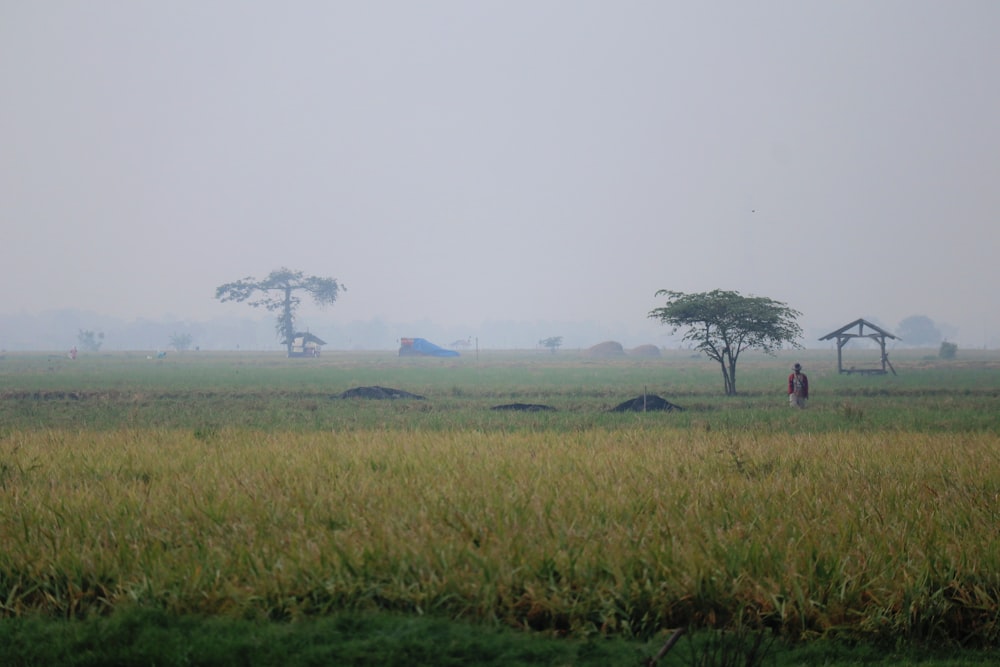 a couple of people standing on top of a lush green field