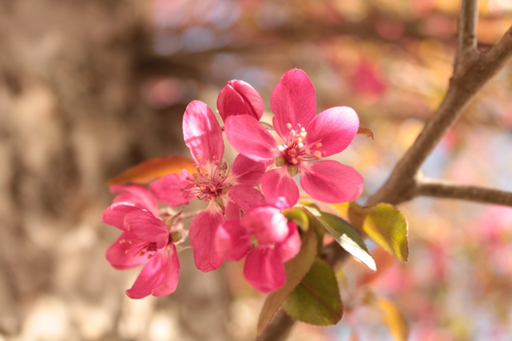 a close up of a pink flower on a tree