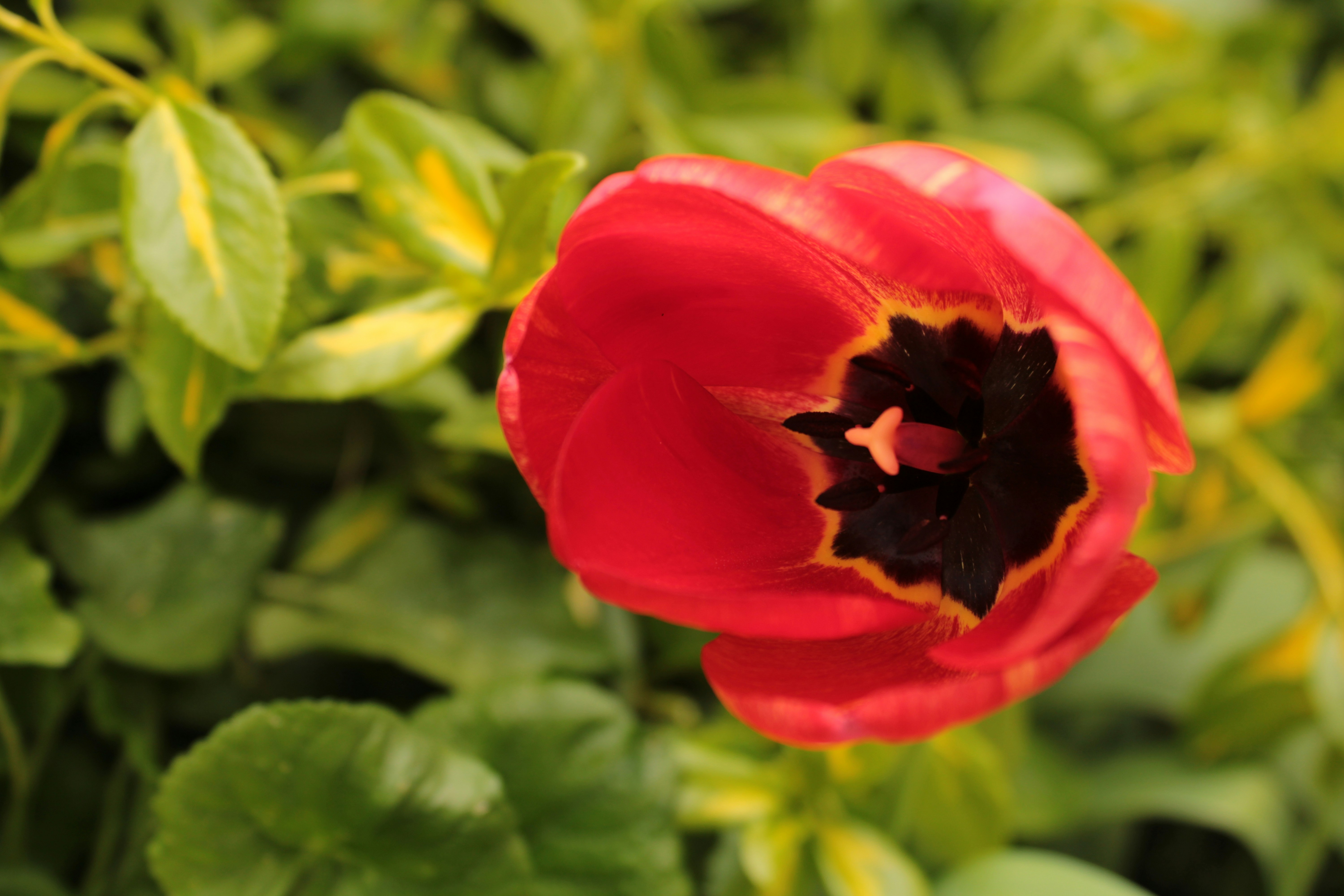 Photo by thorai9akira