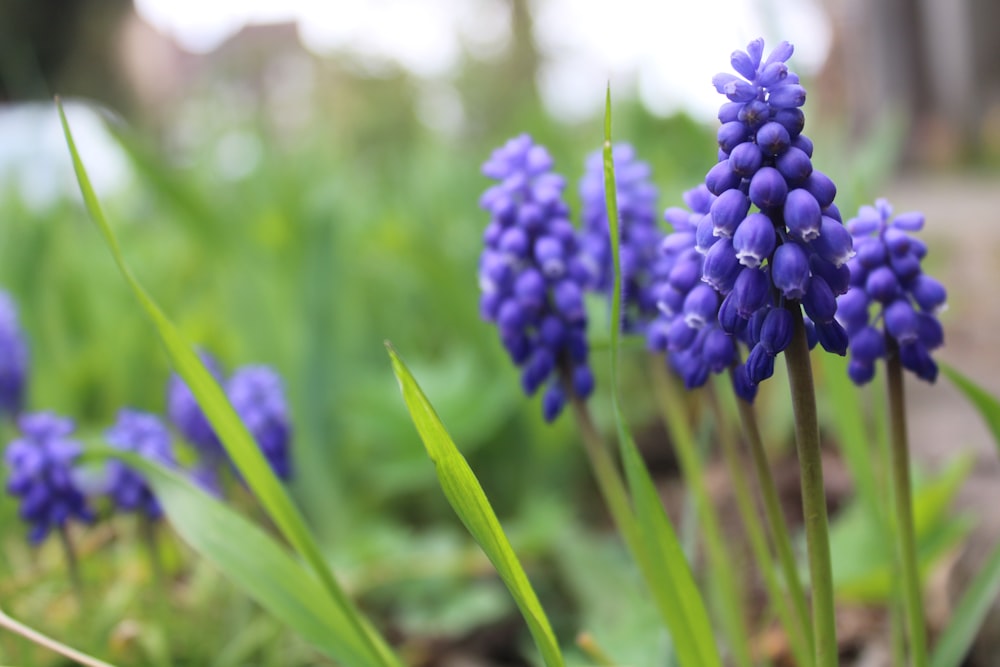 a bunch of blue flowers that are in the grass