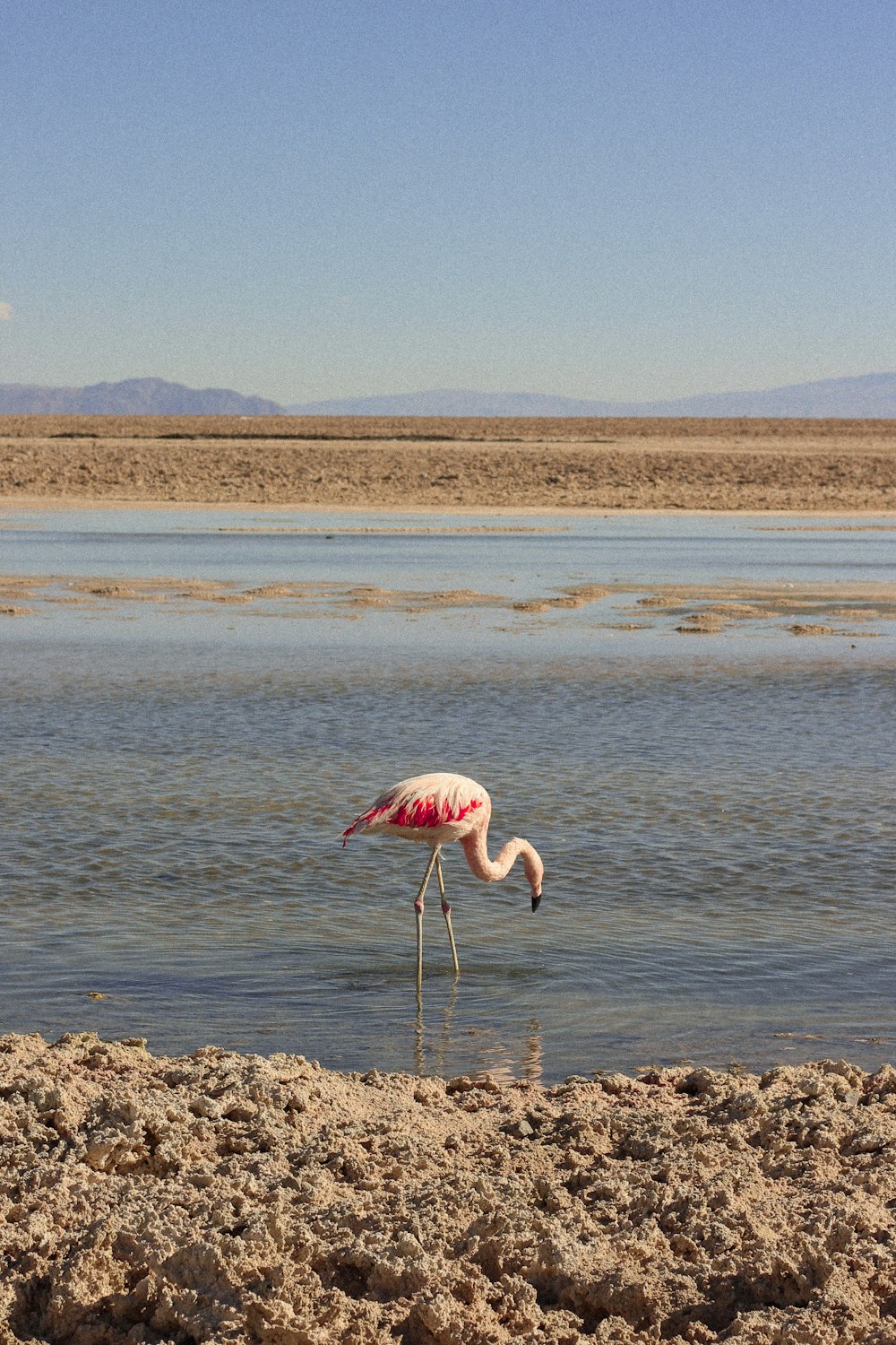 um flamingo rosa em pé em um corpo de água