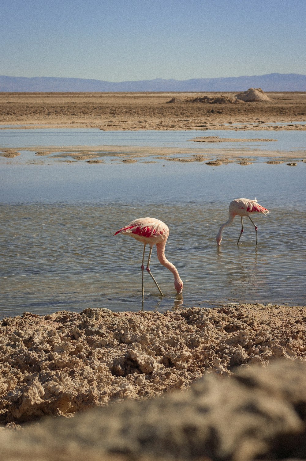 two flamingos wading in shallow water on a sunny day