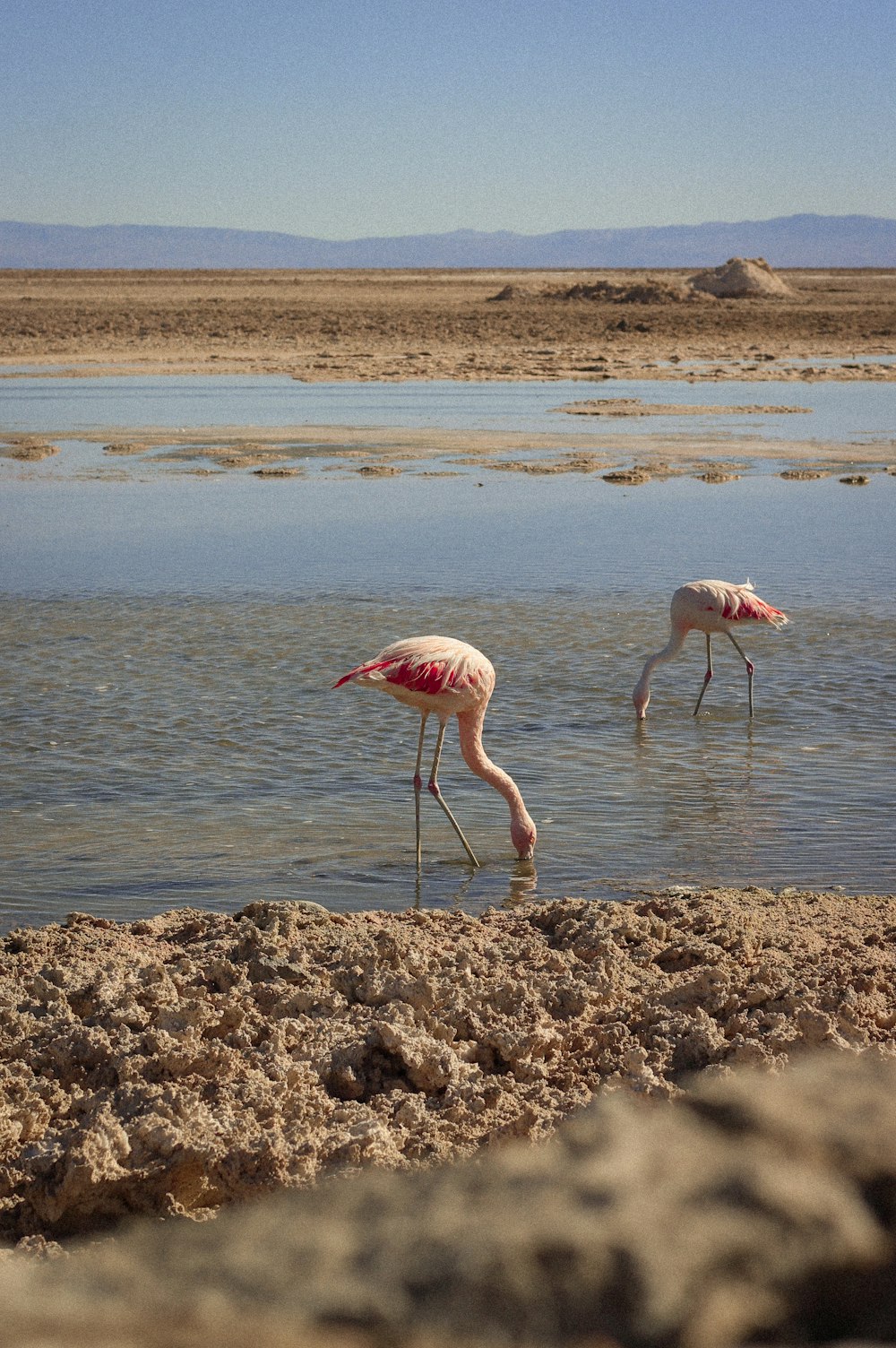 Zwei Flamingos, die an einem sonnigen Tag im seichten Wasser waten