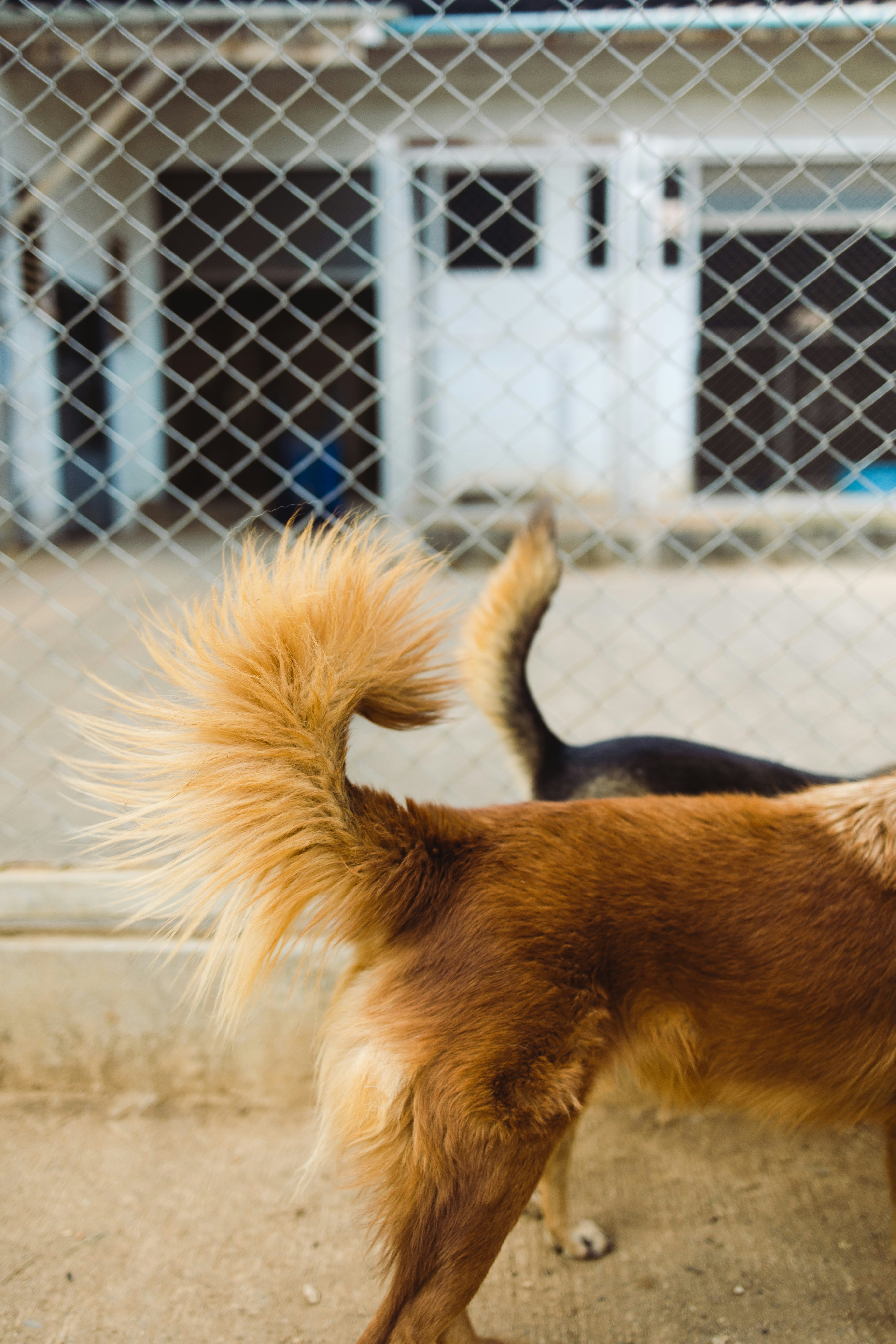 Un perro marrón y negro parado junto a una cerca