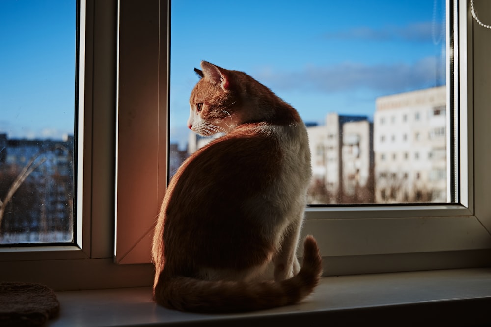 a cat sitting on a window sill looking out the window