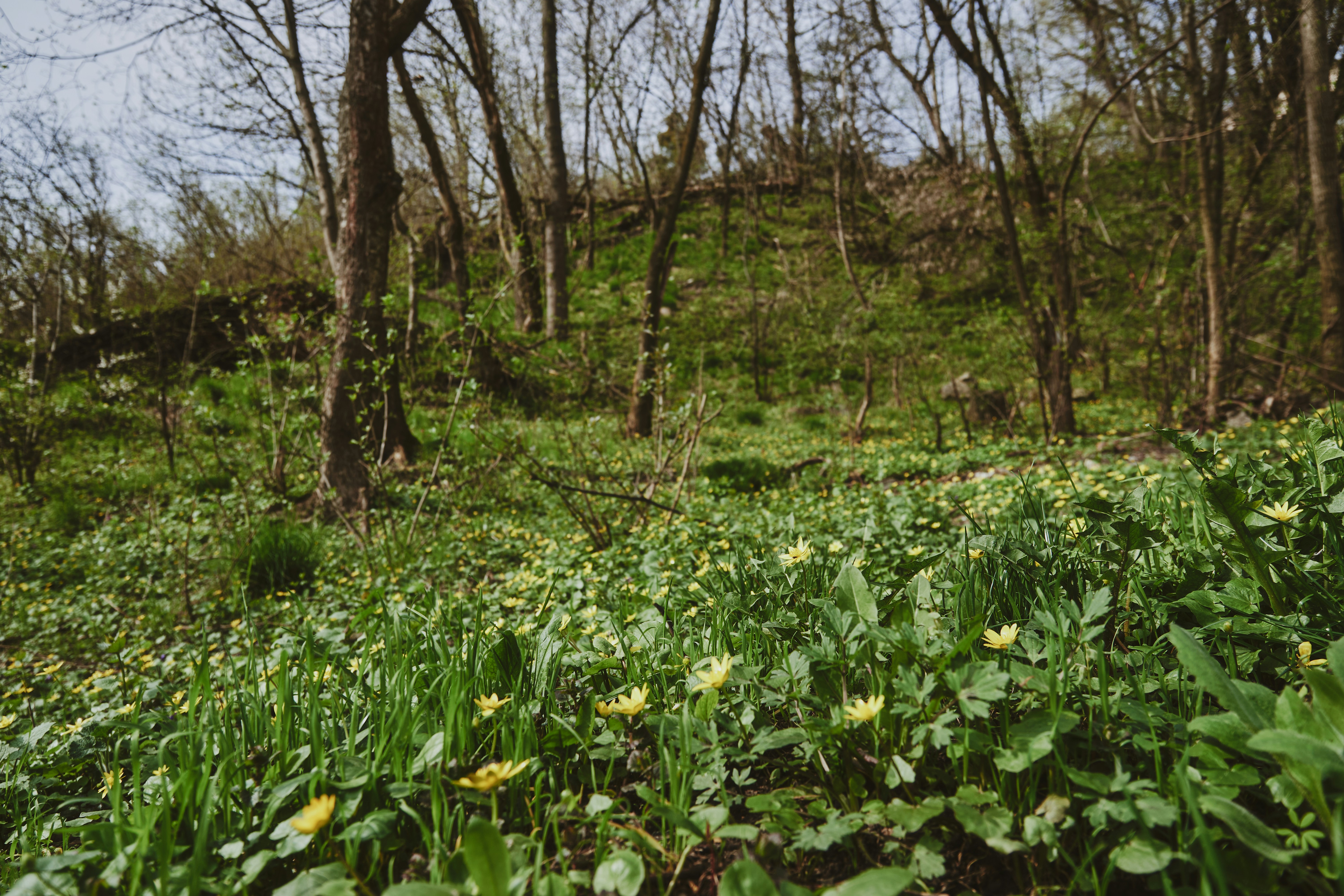 a lush green forest filled with lots of flowers