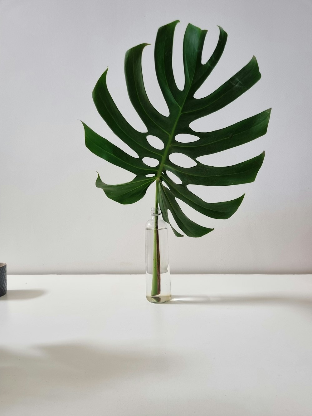 a large green leaf in a glass vase