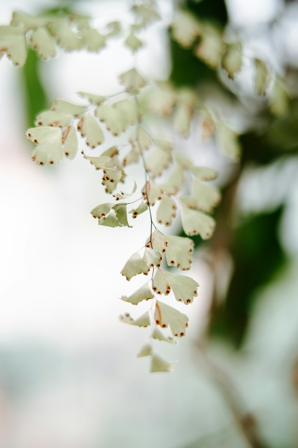 a close up of a plant with white flowers