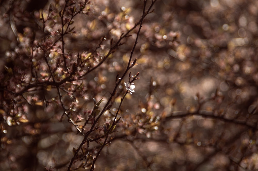 a close up of a tree with lots of leaves