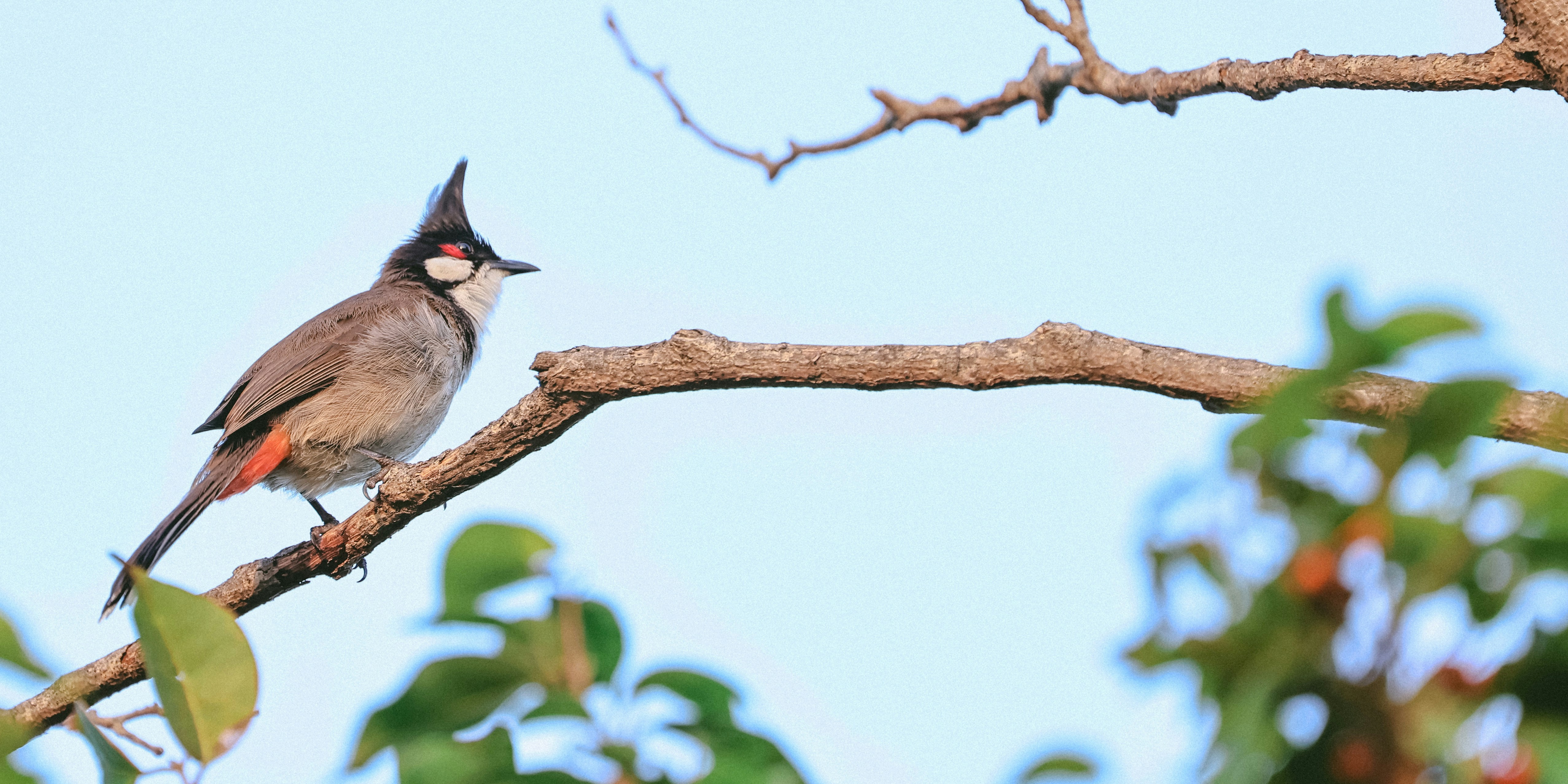 a small bird perched on a tree branch