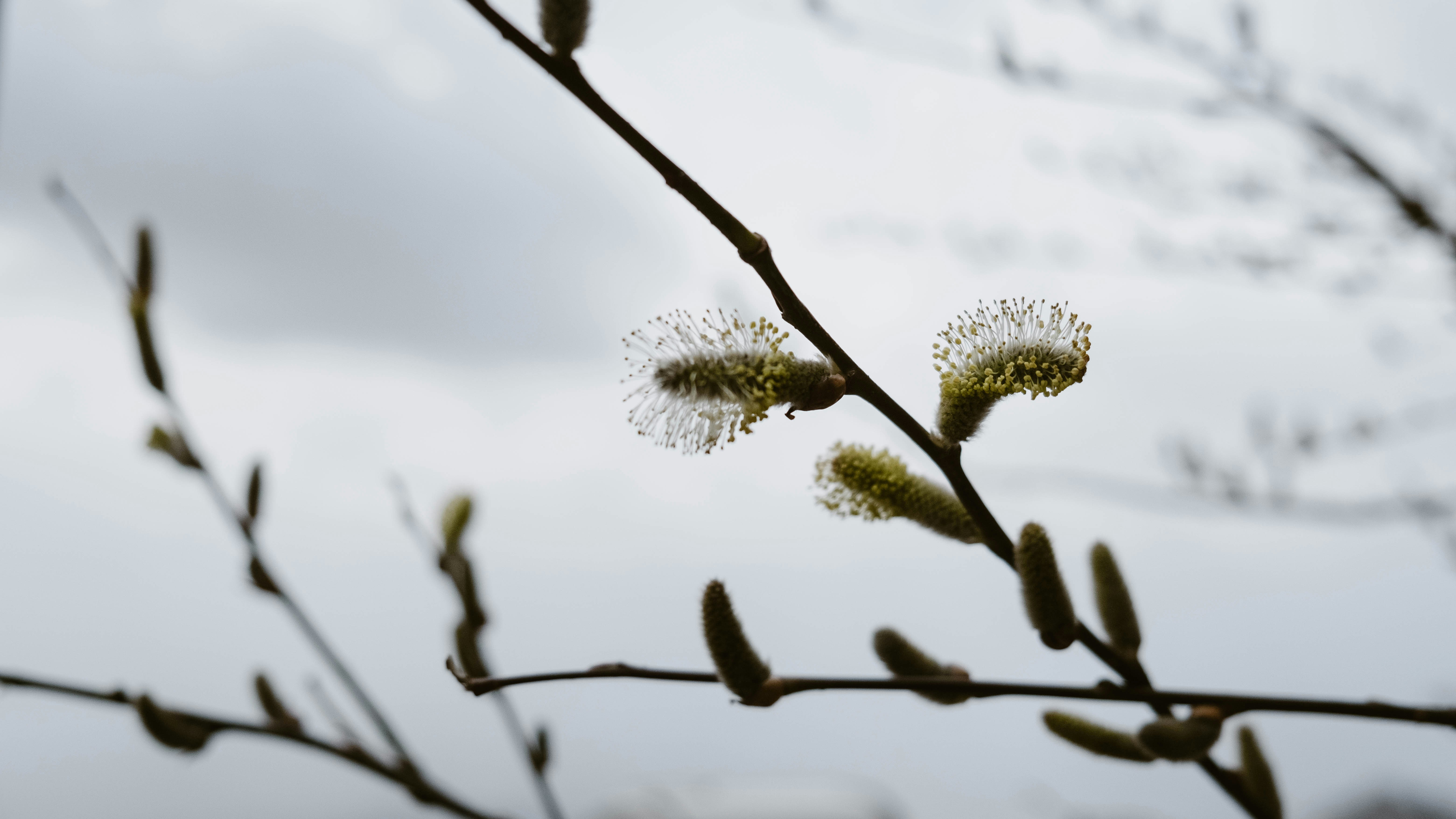 a close up of a tree branch with a sky in the background