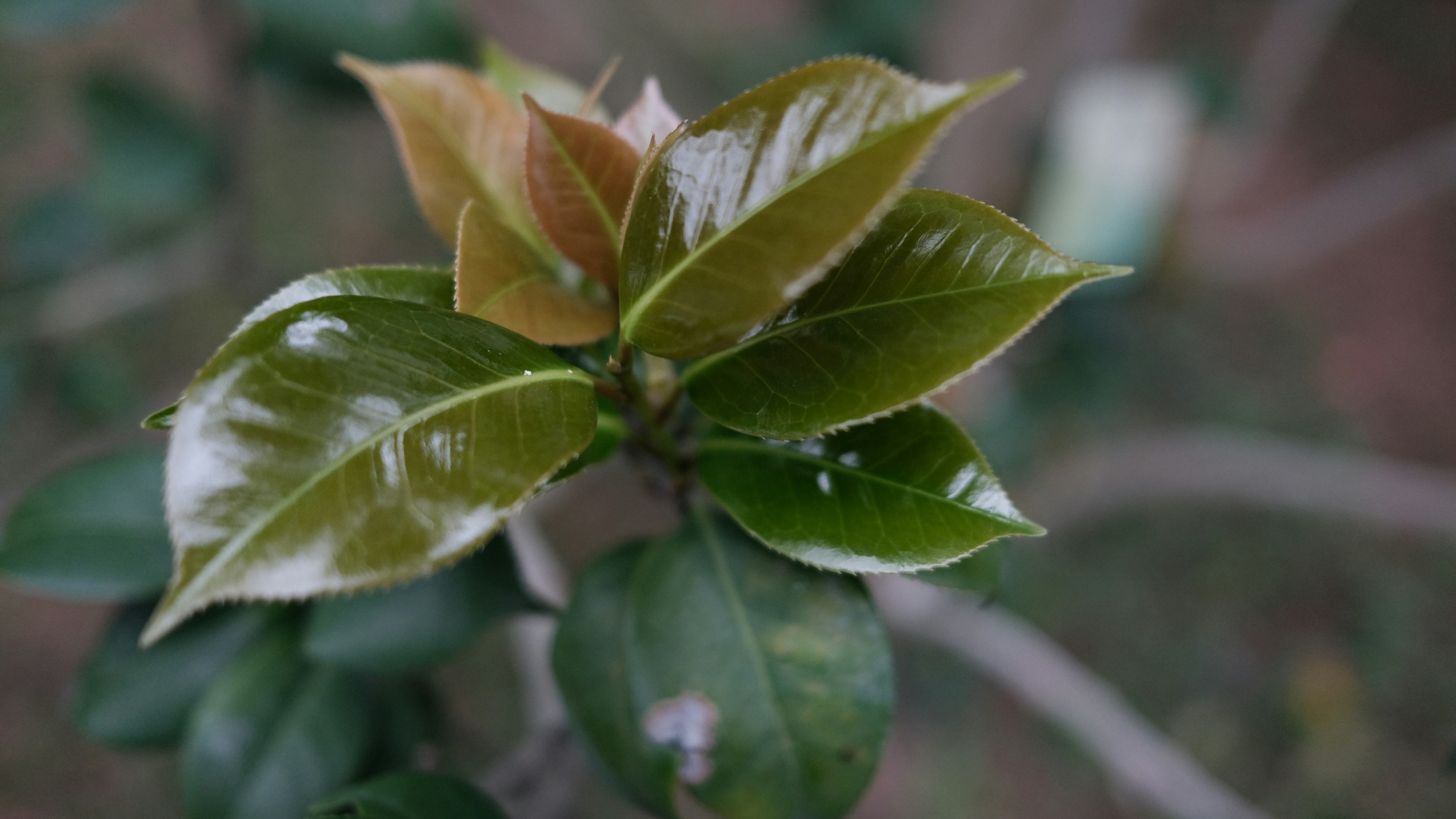 Photo by dickenslin76